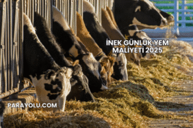 İnek Günlük Yem Maliyeti 2025