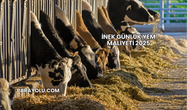 İnek Günlük Yem Maliyeti 2025