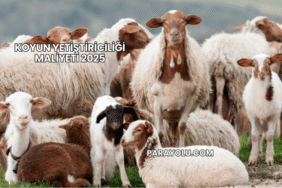 Koyun Yetiştiriciliği Maliyeti 2025