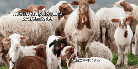 Koyun Yetiştiriciliği Maliyeti 2025