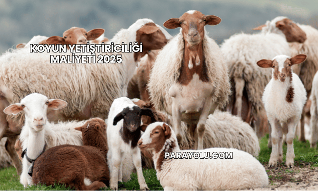 Koyun Yetiştiriciliği Maliyeti 2025