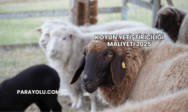 Koyun Yetiştiriciliği Maliyeti 2025