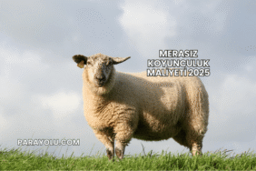 Merasız Koyunculuk Maliyeti 2025