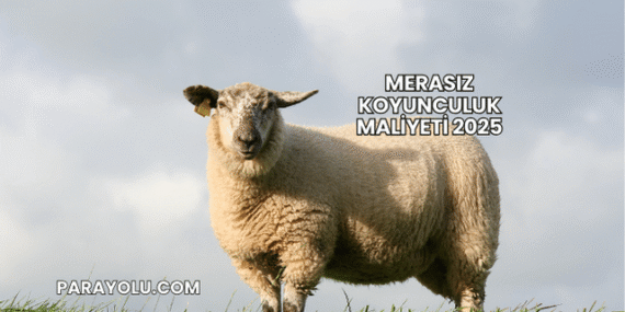 Merasız Koyunculuk Maliyeti 2025