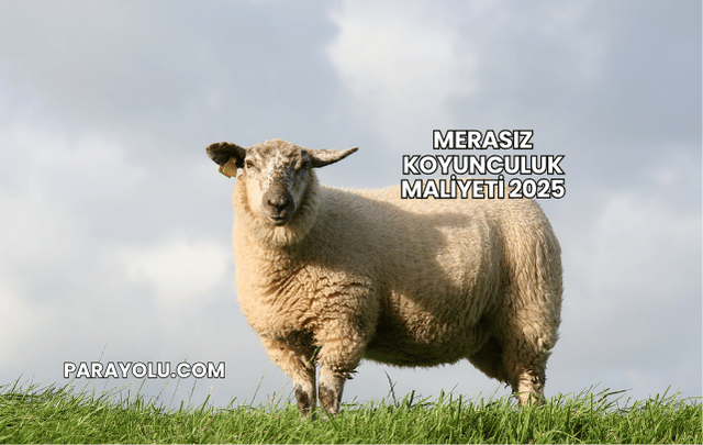 Merasız Koyunculuk Maliyeti 2025