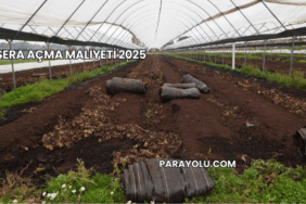 Sera Açma Maliyeti 2025