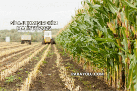 Silajlık Mısır Ekim Maliyeti 2025